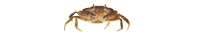 krabbe animierte-bilder-gif